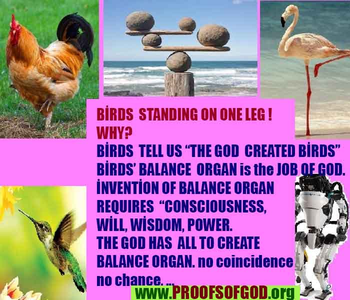 proofs of god, evidences of god, god-proofs, god-signs, god-evidences, god exists  